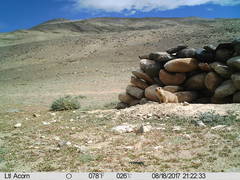 Marmota himalayana