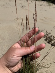 Festuca rubra juncea