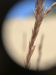 Festuca rubra juncea