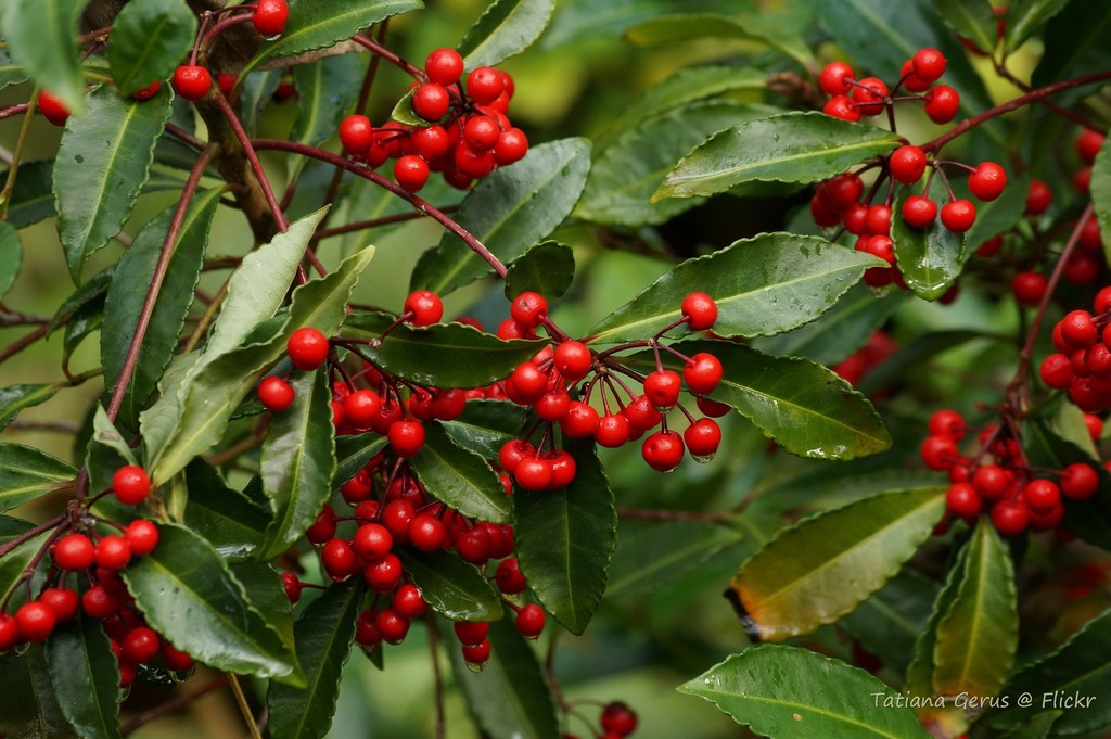 Ardisia crenata