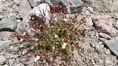 Epilobium lactiflorum