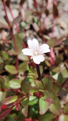 Epilobium lactiflorum