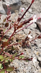 Epilobium lactiflorum