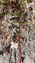 Epilobium lactiflorum