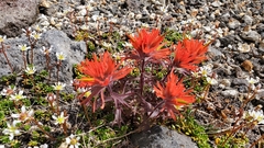 Castilleja rupicola