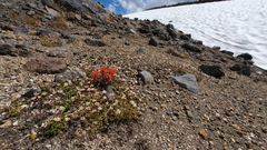 Castilleja rupicola