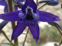 Delphinium × occidentale