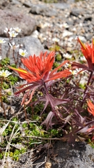 Castilleja rupicola