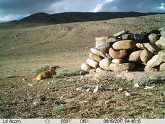 Marmota himalayana