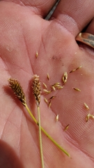 Carex micropoda