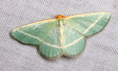 Mixocera latilineata