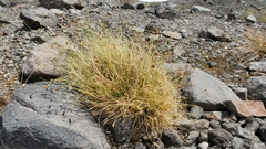 Carex micropoda
