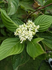 Cornus sericea
