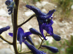 Delphinium × occidentale