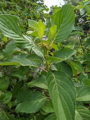 Cornus sericea