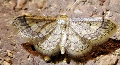 Idaea celtima