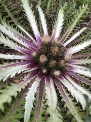 Cirsium tioganum