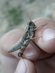 Melanoplus montanus