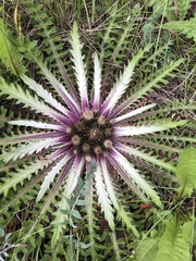 Cirsium tioganum