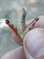Melanoplus montanus