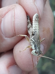 Melanoplus montanus