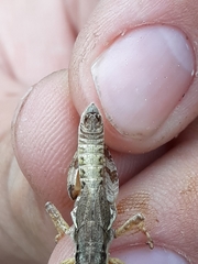 Melanoplus montanus