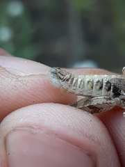 Melanoplus montanus