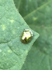 Charidotella succinea