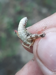 Melanoplus montanus