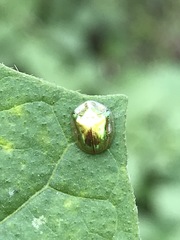 Charidotella succinea