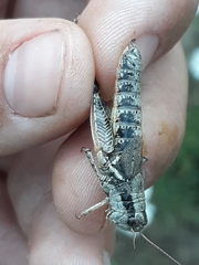 Melanoplus trinitense