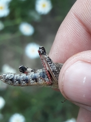 Melanoplus trinitense