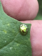 Charidotella succinea