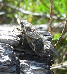 Physeema labyrinthica