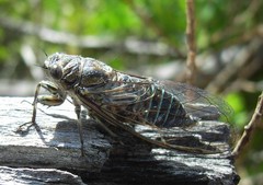 Physeema labyrinthica