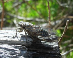 Physeema labyrinthica