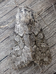 Lasionycta fergusoni