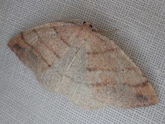 Drepanulatrix carnearia