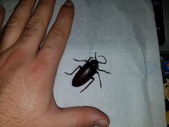 Prionus californicus