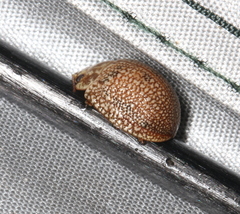 Paropsis intermedia