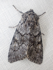 Lasionycta fergusoni