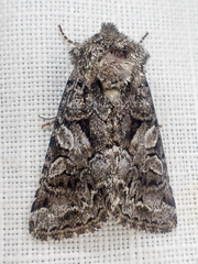 Lacinipolia cuneata