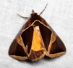 Agamana conjungens