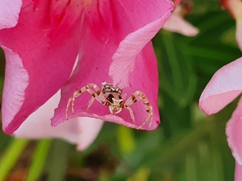 Thomisus citrinellus