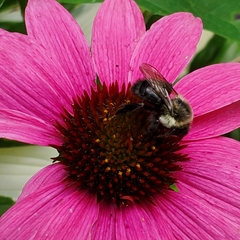 Bombus impatiens