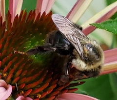 Bombus impatiens
