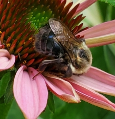 Bombus impatiens