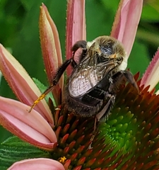 Bombus impatiens