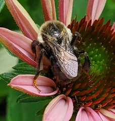Bombus impatiens