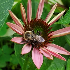 Bombus impatiens
